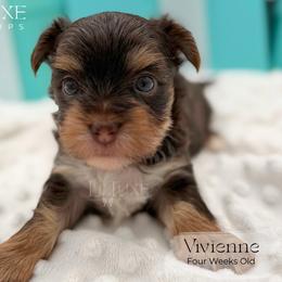 Vivienne - female Yorkshire Terrier puppy in Scottsdale, Arizona from Lil Luxe Pups