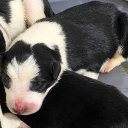Puppy 6 -Female - Black and white female Border Collie puppy in Danielsville, Georgia from MABorderCollies