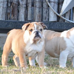 Bulldog Puppies from K10 Farms