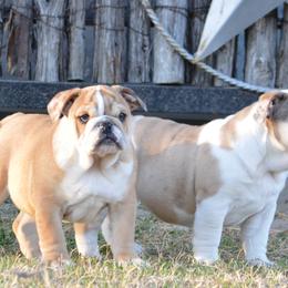 Bulldog Puppies from K10 Farms