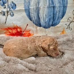 Sugar - Fawn and white female Sheepadoodle puppy in Austin, Texas from Darling Doodles