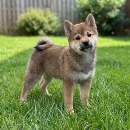 Emi - Red female Shiba Inu puppy in Houston, Texas from Sakura Blossom Shibas