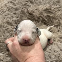 Glacier - White and black male Dalmatian puppy in Travelers Rest, South Carolina from Cotton Top