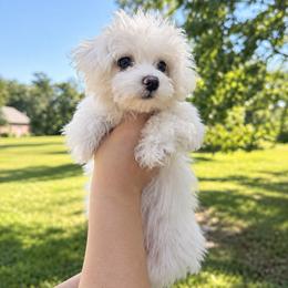 Maltese and Yorkshire Terrier Puppies from Maltese Dollhouse