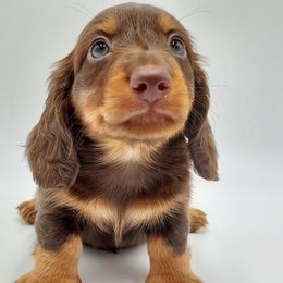 Dachshund Puppies from AKDachshunds