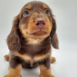 Dachshund Puppies from AKDachshunds