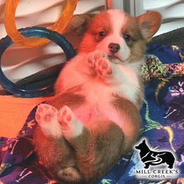 Jack-Handsome red boy - Red male Pembroke Welsh Corgi puppy in Taylorsville, North Carolina from Mill Creek’s Pembroke Welsh Corgis and French Bulldogs