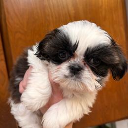 Girl 3 parti-colored small - Tricolor female Shih Tzu puppy in Citrus Heights, California from The Lion dog Shih Tzu