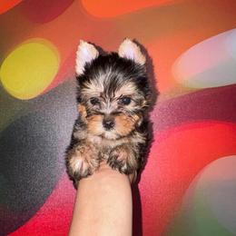 Blue Collar - Black and tan male Yorkshire Terrier puppy in Flowood, Mississippi from Prissy PawPals