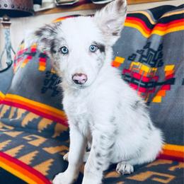 Boy 1 - blue collar - red merle - Red merle male Border Collie puppy in Minden, Iowa from Rocking N Registered Border Collies & Labradors
