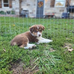 Girl 3 - Red tri-color Australian Shepherd puppy in West Virginia from Heartfelt Hollow Farm