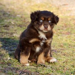 Shadow - Red tri male Miniature Australian Shepherd puppy in Fort Smith, Arkansas from Rye Hill Aussies