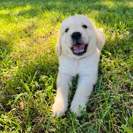 Green - Golden male Golden Retriever puppy in Harrisburg, North Carolina from Bunn Ranch Goldens & Bernese
