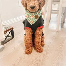 Goldendoodle Puppies from Labradoodleday