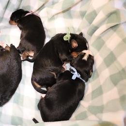 Bernese Mountain Dog puppies from Willow Springs Doodles & Berners
