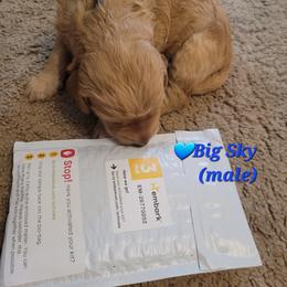 Goldendoodle Puppies from 3 Willows Goldendoodles
