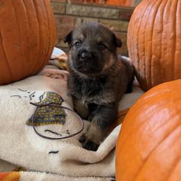Purple - Sable female German Shepherd puppy in Cody, Wyoming from Faoladh German Shepherds