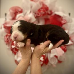 Rowan - Tri-color male Bernedoodle puppy in Idaho from Bernese By Barzees
