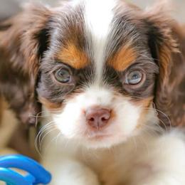 Boy 4 - Chocolate male Cavalier King Charles Spaniel puppy in Saint Augustine, Florida from STARGAZER CAVALIERS