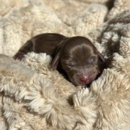 Rain - Chocolate and cream female Dachshund puppy in California from Ranch Hand Weenies
