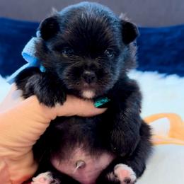 Artimus - Black male Pomeranian puppy in Green Cove Springs, Florida from Natasha's Ark of Joy