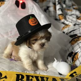 CKC Boy 1 - Gold and white male Shih Tzu puppy in Houston, Texas from Paws n Claws