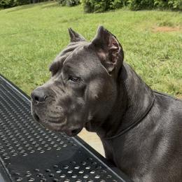 Mercy - Cane Corso