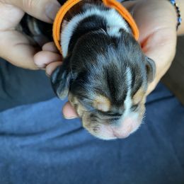 Basset Hound Puppies from Valley Bassets