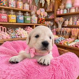 Pink Rose - Light golden female Golden Retriever puppy in Baldwin Park, California from Mountain Valley Retrievers