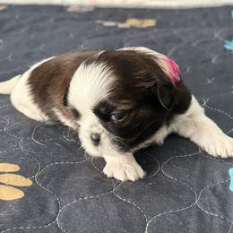 Shih Tzu Puppies from Leahrae's Shih Tzus