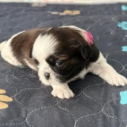 Shih Tzu Puppies from Leahrae's Shih Tzus