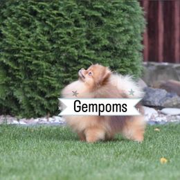 Romeo - Pomeranian