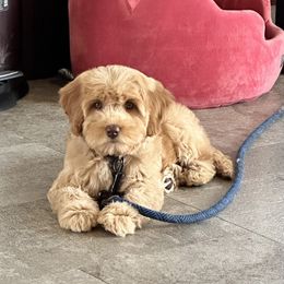 Australian Labradoodle Puppies from Sun Canyon Australian Labradoodles