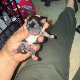 Jolene - Black and tan female Chihuahua puppy in Rocky Mount, Virginia from Teeny Chihuahuas