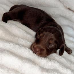 Naomi - Chocolate and tan female Dachshund puppy in San Diego, California from Enchantables