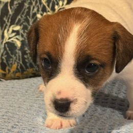 Girl 3 - Jack Russell Terrier puppy from Maestro Jacks