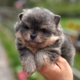 Basil (Blue and Tan Male) - Blue and tan male Pomeranian puppy in Buck Valley, Pennsylvania from Buck Valley Pomeranians