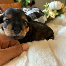 Taboo - Salt and pepper female Miniature Schnauzer puppy in Menifee, California from Moonshine’s Minis
