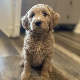Raviel (yellow) - Cream female Goldendoodle puppy in Medina, Ohio from Farmer Doodles