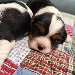 Zuma - Tri-color male Cavalier King Charles Spaniel puppy in Stockdale, Texas from Great Oaks Farm Cavaliers