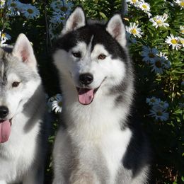 Siberian Husky All Grown Up from Shawna Wells