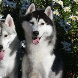 Siberian Husky All Grown Up from Shawna Wells