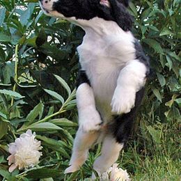 English Springer Spaniel Puppies from Brendael Springer Spaniels