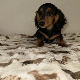 Jupiter - Black and tan male Dachshund puppy in Turlock, California from Vibrant Dachshunds