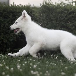 Girl 3 - White female Berger Blanc Suisse puppy in Chestnut, Illinois from Fireside Fernweh