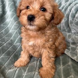 Mickey - Apricot male Goldendoodle puppy in Lowville, New York from Adirondack Labradoodles