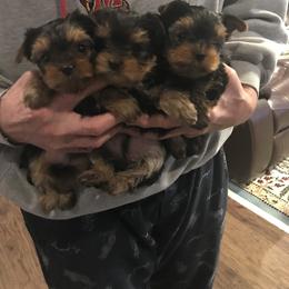Yorkshire Terrier Puppies from Laurie Loisel