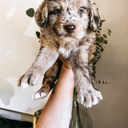 Labradoodle, Poodle, and Sheepadoodle Puppies from E-I Farms