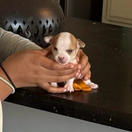 Boy 4 - Fawn and white male Chihuahua puppy in Lees Summit, Missouri from Divine K9s LLC