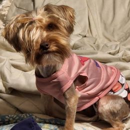 Freya - Yorkshire Terrier